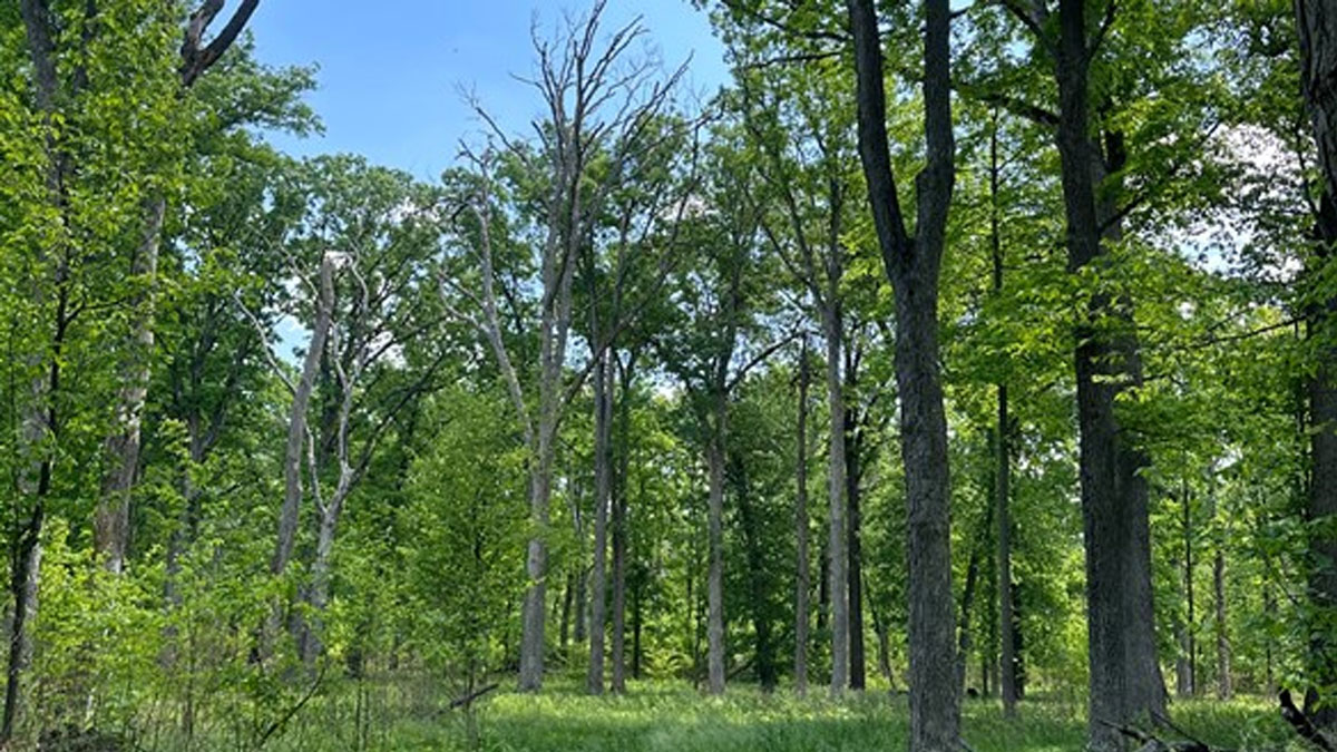 Walk with a Naturalist at Ryerson Woods
